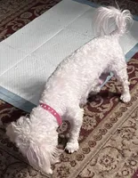 Dandy, a male Maltipoo for sale in Vancouver, WA – 4 of 10