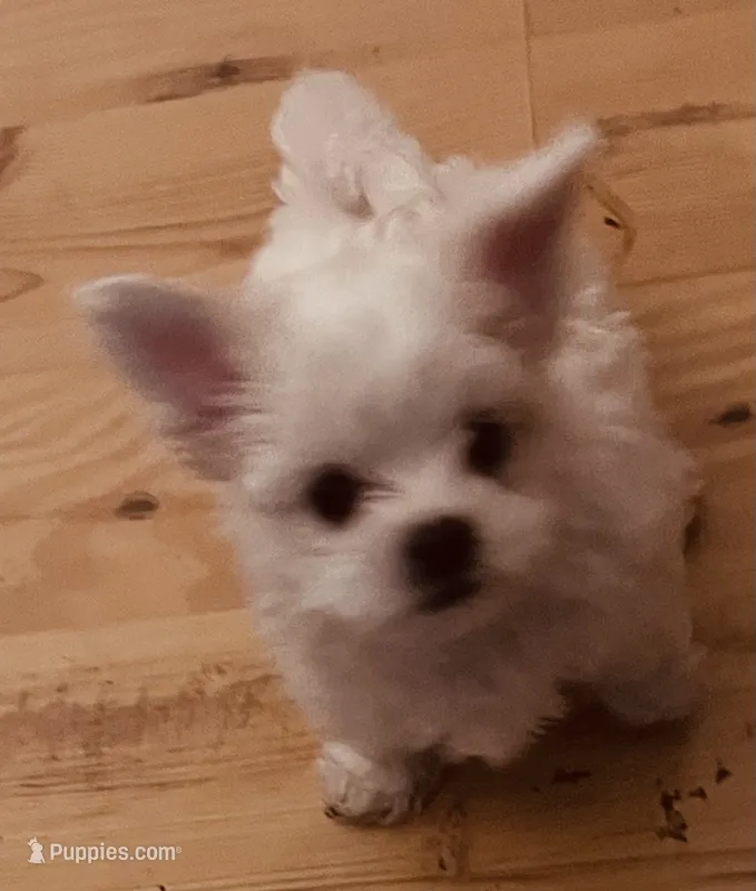 Randy – Maltipoo puppy for sale in Vancouver, WA