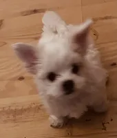 Randy, a male Maltipoo for sale in Vancouver, WA – 1 of 6