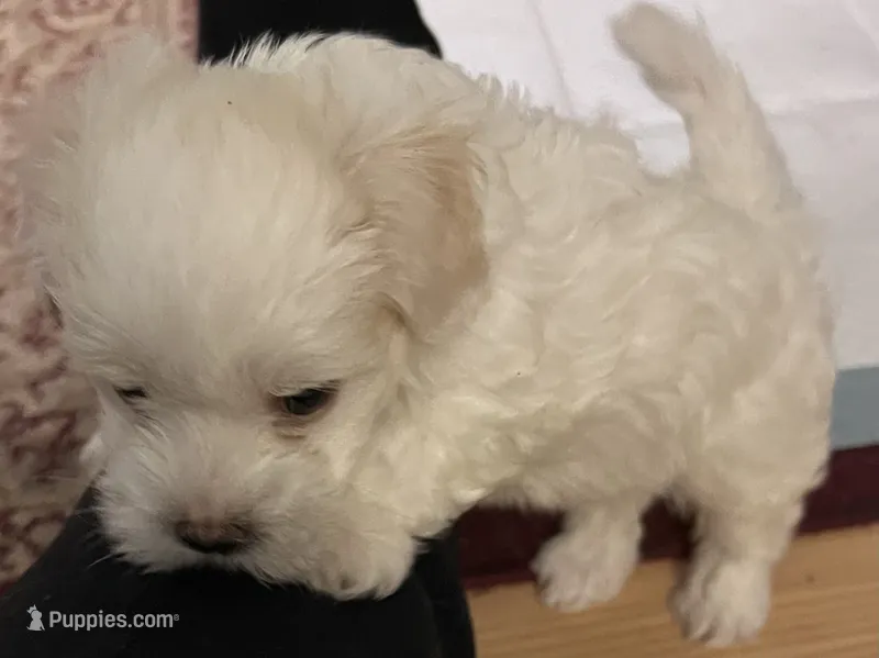 Andy – Maltipoo puppy for sale in Vancouver, WA