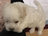 Andy, a male Maltipoo for sale in Vancouver, WA – 1 of 6