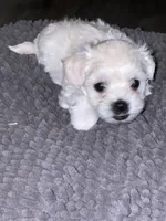 Dandy, a male Maltipoo for sale in Vancouver, WA – 10 of 10