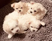 Andy, a male Maltipoo for sale in Vancouver, WA – 5 of 6