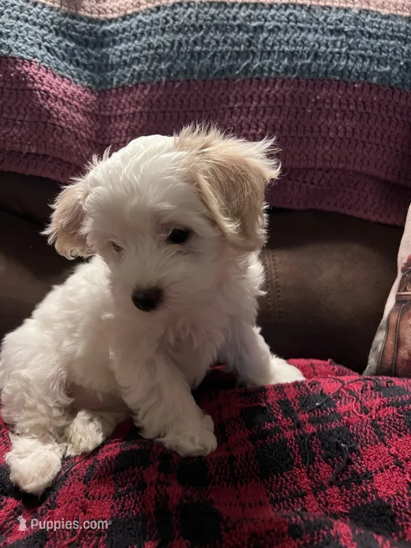 Pauly – Maltese, Poodle - Miniature  puppy for sale in Vancouver, WA