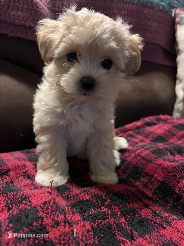 Lolly, a female Maltese and Poodle - Miniature  for sale in Vancouver, WA – Photo 1 of 1