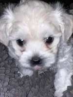 Dandy, a male Maltipoo for sale in Vancouver, WA – 9 of 10