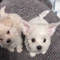 Randy, a male Maltipoo for sale in Vancouver, WA – 5 of 6