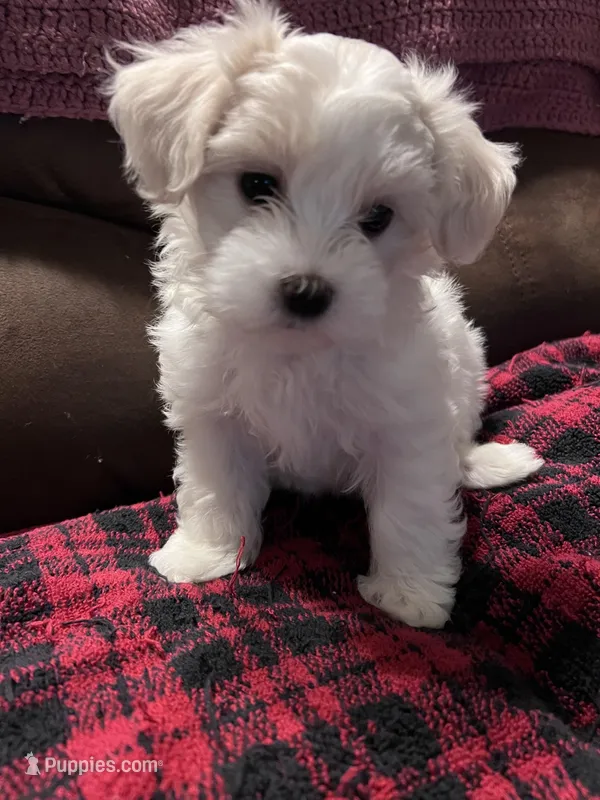 Molly, a female Maltese and Poodle - Miniature  for sale in Vancouver, WA – Photo 1 of 1