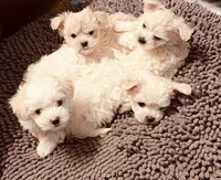 Dandy, a male Maltipoo for sale in Vancouver, WA – 2 of 10
