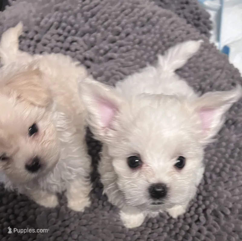 Mandy – Maltipoo puppy for sale in Vancouver, WA
