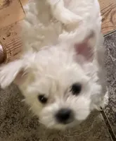 Randy, a male Maltipoo for sale in Vancouver, WA – 4 of 6