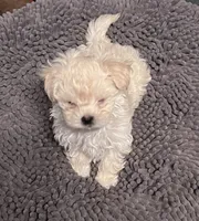 Mandy, a female Maltipoo for sale in Vancouver, WA – 3 of 5