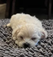 Andy, a male Maltipoo for sale in Vancouver, WA – 2 of 6