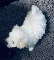 Dandy, a male Maltipoo for sale in Vancouver, WA – 3 of 10