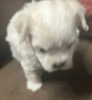 Dandy, a male Maltipoo for sale in Vancouver, WA – 8 of 10