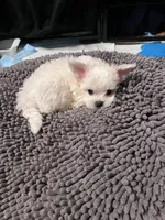 Mandy, a female Maltipoo for sale in Vancouver, WA – 2 of 5
