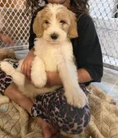 Cloudy, a female Goldendoodle and Pyredoodle for sale in Woodville, TX – 2 of 2