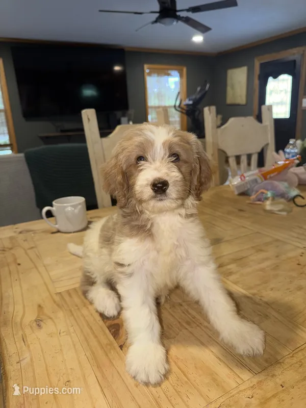 Charlie – Goldendoodle, Pyredoodle puppy for sale in Woodville, TX