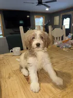 Charlie, a male Goldendoodle and Pyredoodle for sale in Woodville, TX – 1 of 2