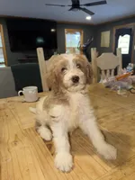 Charlie, a male Goldendoodle and Pyredoodle for sale in Woodville, TX – 2 of 2