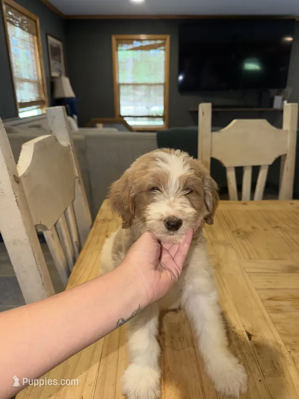 Cloudy – Goldendoodle, Pyredoodle puppy for sale in Woodville, TX