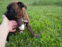 Atlas , a male Boxer for sale in Hart, MI – 2 of 8