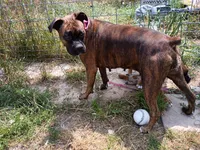 Atlas , a male Boxer for sale in Hart, MI – 8 of 8