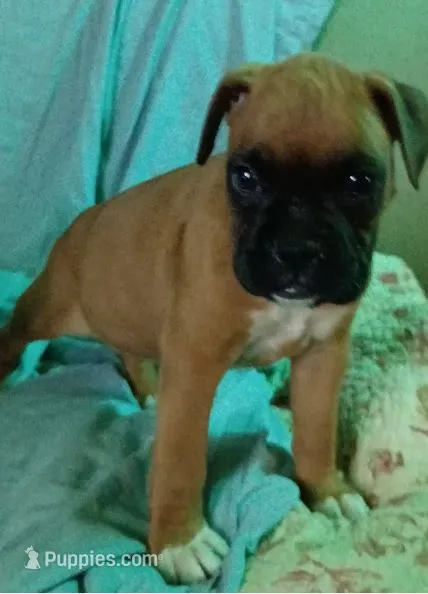 Sascha  – Boxer puppy for sale in Hart, MI