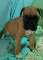 Sascha , a female Boxer for sale in Hart, MI – 1 of 2