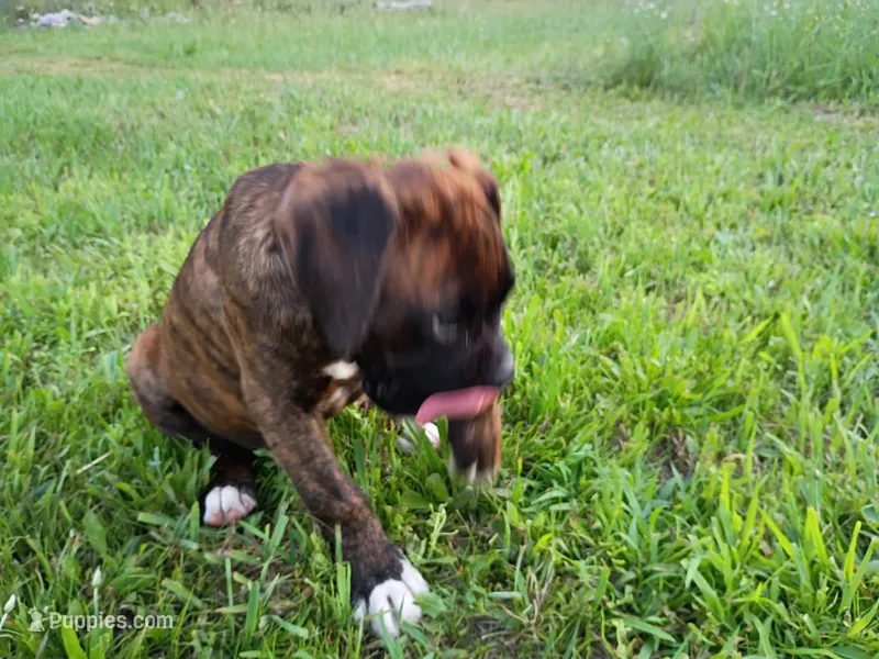 Atlas  – Boxer puppy for sale in Hart, MI