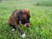 Atlas , a male Boxer for sale in Hart, MI – 1 of 8