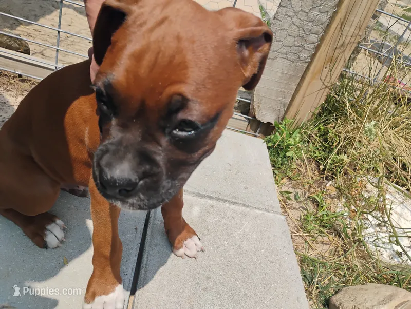 Caesar – Boxer puppy on hold in Hart, MI