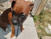 Caesar, a male Boxer for sale in Hart, MI – 1 of 2