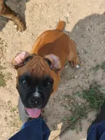 Bruno jr, a male Boxer for sale in Hart, MI – 1 of 2