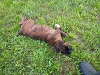 Atlas , a male Boxer for sale in Hart, MI – 3 of 8