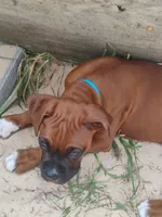 Caesar, a male Boxer for sale in Hart, MI – 2 of 2