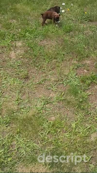 Sascha , a female Boxer for sale in Hart, MI – 2 of 2