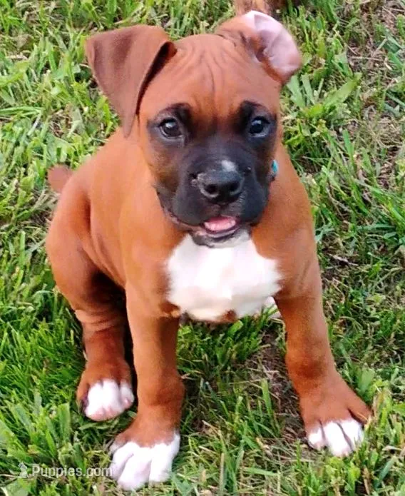 Caesar – Boxer puppy for sale in Hart, MI