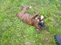 Atlas , a male Boxer for sale in Hart, MI – 4 of 8