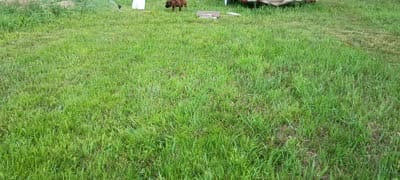Atlas , a male Boxer for sale in Hart, MI – 6 of 8
