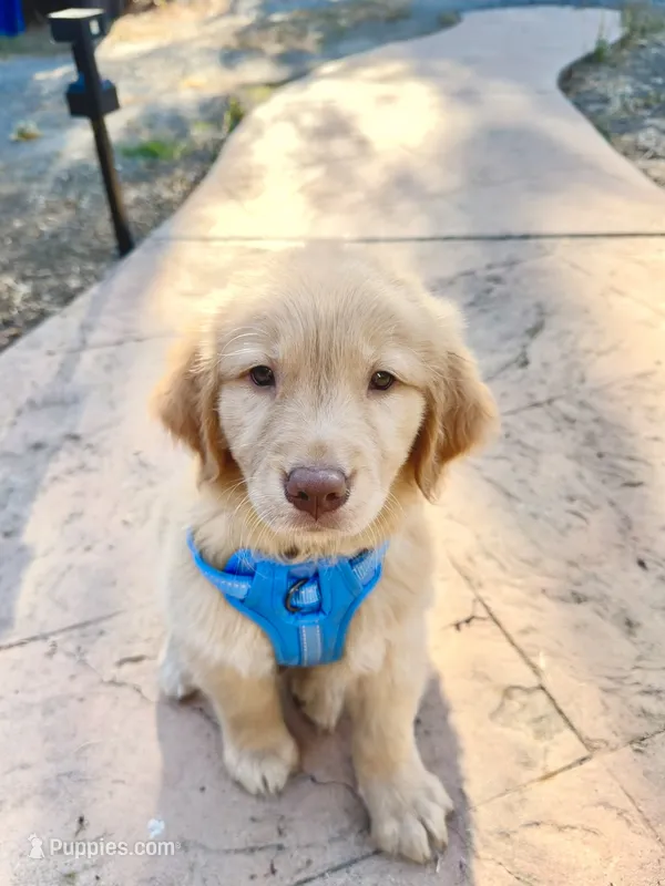 Goose  – Golden Retriever puppy for sale in Concord, CA