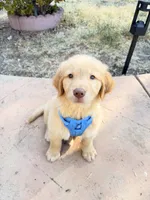 Goose , a male Golden Retriever for sale in Concord, CA – 2 of 3