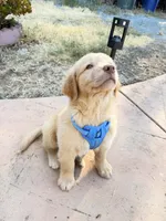 Goose , a male Golden Retriever for sale in Concord, CA – 3 of 3