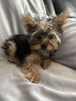 Baby Blue, a male Yorkshire Terrier for sale in Cottonwood, CA – Photo 2 of 2