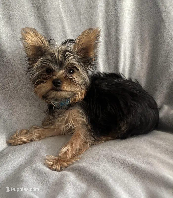 Baby Blue – Yorkshire Terrier puppy for sale in Cottonwood, CA