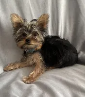 Baby Blue, a male Yorkshire Terrier for sale in Cottonwood, CA – Photo 1 of 2