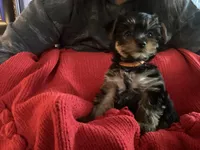 Baby Pink, a female Yorkshire Terrier for sale in Cottonwood, CA – Photo 1 of 5