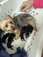 Baby Pink, a female Yorkshire Terrier for sale in Cottonwood, CA – Photo 5 of 5