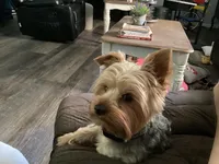 Baby Pink, a female Yorkshire Terrier for sale in Cottonwood, CA – Photo 4 of 5