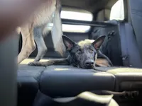 Honey, a female Belgian Malinois and German Shepherd Dog for sale in Crestline, CA – Photo 5 of 9